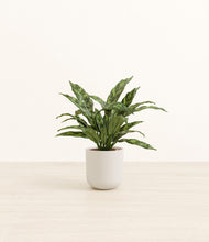 Load image into Gallery viewer, Natural Bamboo*****Profile