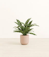 Load image into Gallery viewer, Sandy Pink*****Profile