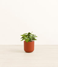 Load image into Gallery viewer, Earth Red*****Profile