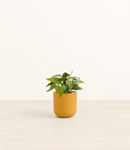 Load image into Gallery viewer, Sunset Orange*****Profile