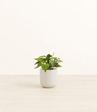 Load image into Gallery viewer, Natural Bamboo*****Profile