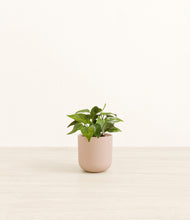 Load image into Gallery viewer, Sandy Pink*****Profile