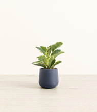 Load image into Gallery viewer, Deep Navy*****Profile