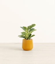Load image into Gallery viewer, Mustard*****Profile