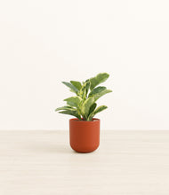 Load image into Gallery viewer, Earth Red*****Profile