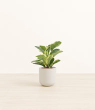Load image into Gallery viewer, Natural Bamboo*****Profile