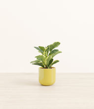 Load image into Gallery viewer, Key Lime Yellow*****Profile