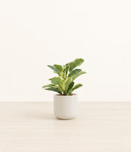 Load image into Gallery viewer, Cotton White*****Profile