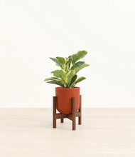 Load image into Gallery viewer, Earth Red stand:walnut