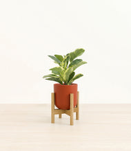 Load image into Gallery viewer, Earth Red stand:bamboo