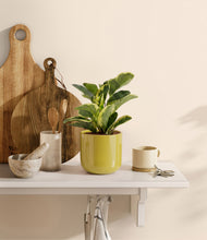 Load image into Gallery viewer, Key Lime Yellow