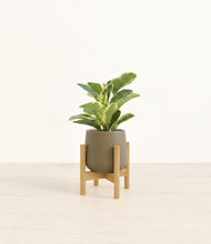 Load image into Gallery viewer, Olive stand:bamboo