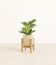 Load image into Gallery viewer, Almond Green stand:bamboo