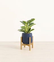 Load image into Gallery viewer, Deep Navy stand:bamboo