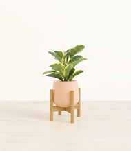 Load image into Gallery viewer, Gentle Pink stand:bamboo