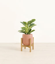 Load image into Gallery viewer, Calm Rose stand:bamboo