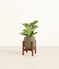 Load image into Gallery viewer, Olive stand:walnut