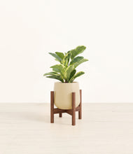 Load image into Gallery viewer, Almond Green stand:walnut
