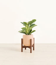 Load image into Gallery viewer, Gentle Pink stand:walnut