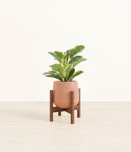 Load image into Gallery viewer, Calm Rose stand:walnut