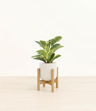 Load image into Gallery viewer, Cotton White stand:bamboo