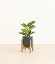 Load image into Gallery viewer, Iron Gray stand:bamboo