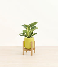 Load image into Gallery viewer, Key Lime Yellow stand:bamboo