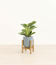 Load image into Gallery viewer, Misty Blue stand:bamboo