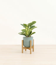 Load image into Gallery viewer, Reactive Aqua stand:bamboo