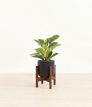 Load image into Gallery viewer, Stone Black stand:walnut