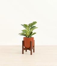Load image into Gallery viewer, Earth Red stand:walnut