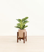 Load image into Gallery viewer, Glossy Pink stand:walnut