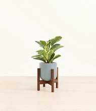 Load image into Gallery viewer, Misty Blue stand:walnut