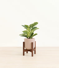Load image into Gallery viewer, Sandy Pink stand:walnut