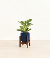Load image into Gallery viewer, Twilight Blue stand:walnut