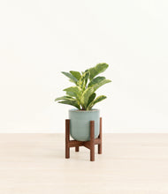 Load image into Gallery viewer, Reactive Aqua stand:walnut