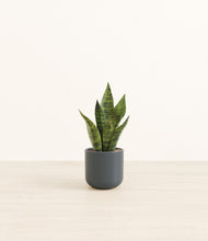 Load image into Gallery viewer, Iron Gray*****Profile