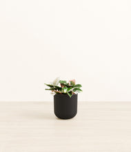 Load image into Gallery viewer, Stone Black*****Profile