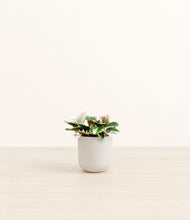 Load image into Gallery viewer, Natural Bamboo*****Profile