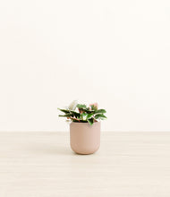 Load image into Gallery viewer, Sandy Pink*****Profile