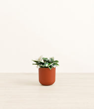 Load image into Gallery viewer, Earth Red*****Profile