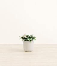 Load image into Gallery viewer, Natural Bamboo*****Profile