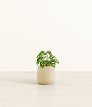 Load image into Gallery viewer, Almond Green*****Profile