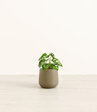 Load image into Gallery viewer, Olive*****Profile