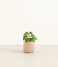 Load image into Gallery viewer, Gentle Pink*****Profile