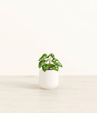 Load image into Gallery viewer, White*****Profile