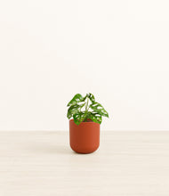 Load image into Gallery viewer, Earth Red*****Profile
