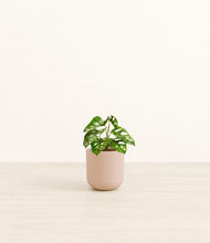Load image into Gallery viewer, Sandy Pink*****Profile