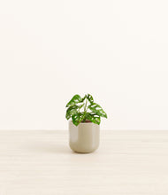 Load image into Gallery viewer, Sage Green*****Profile