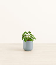 Load image into Gallery viewer, Misty Blue*****Profile